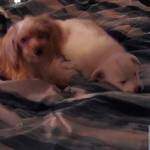 Meet your Posher, Bryce